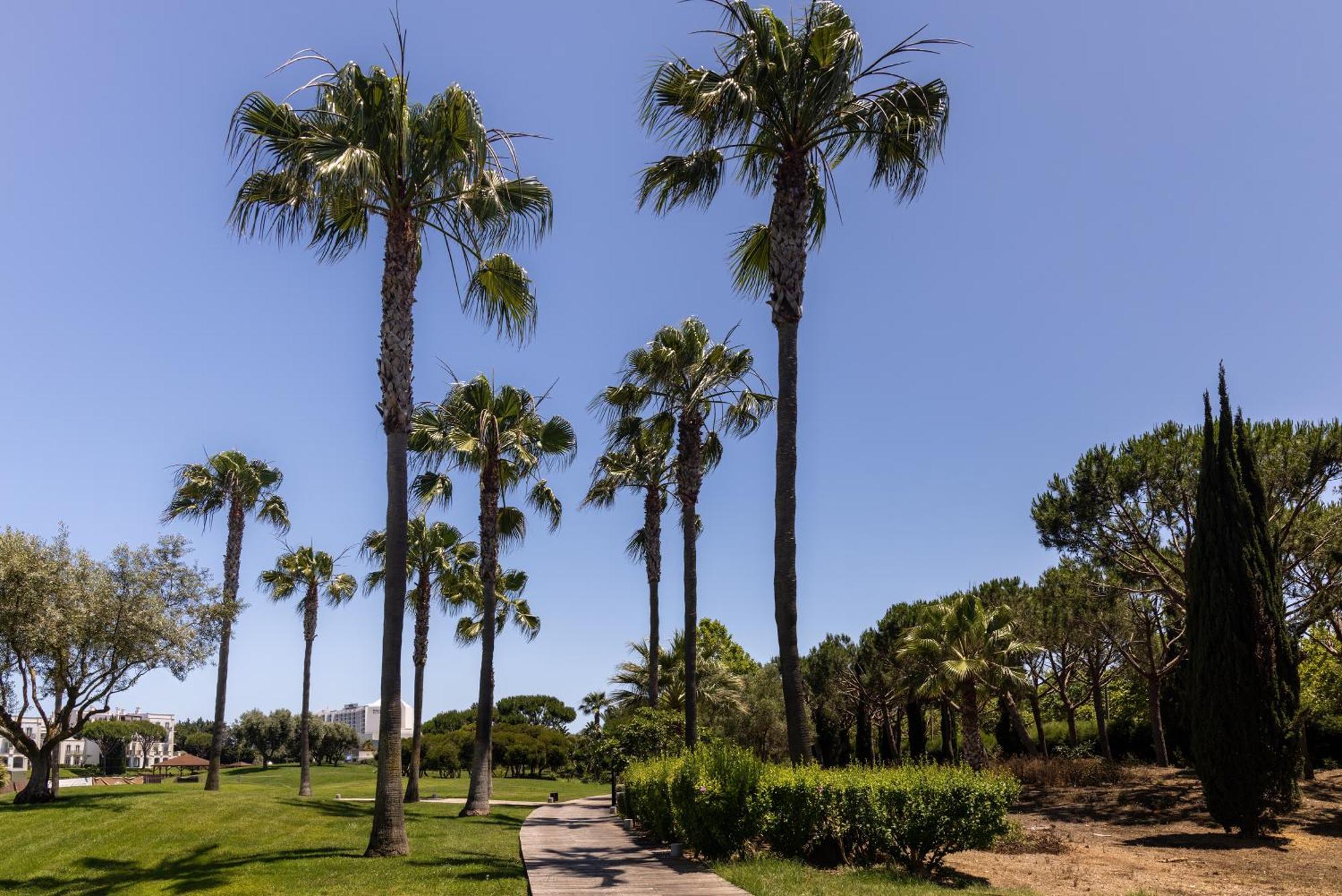 Domes Lake Algarve, Autograph Collection Vilamoura Zewnętrze zdjęcie Palm trees in the park